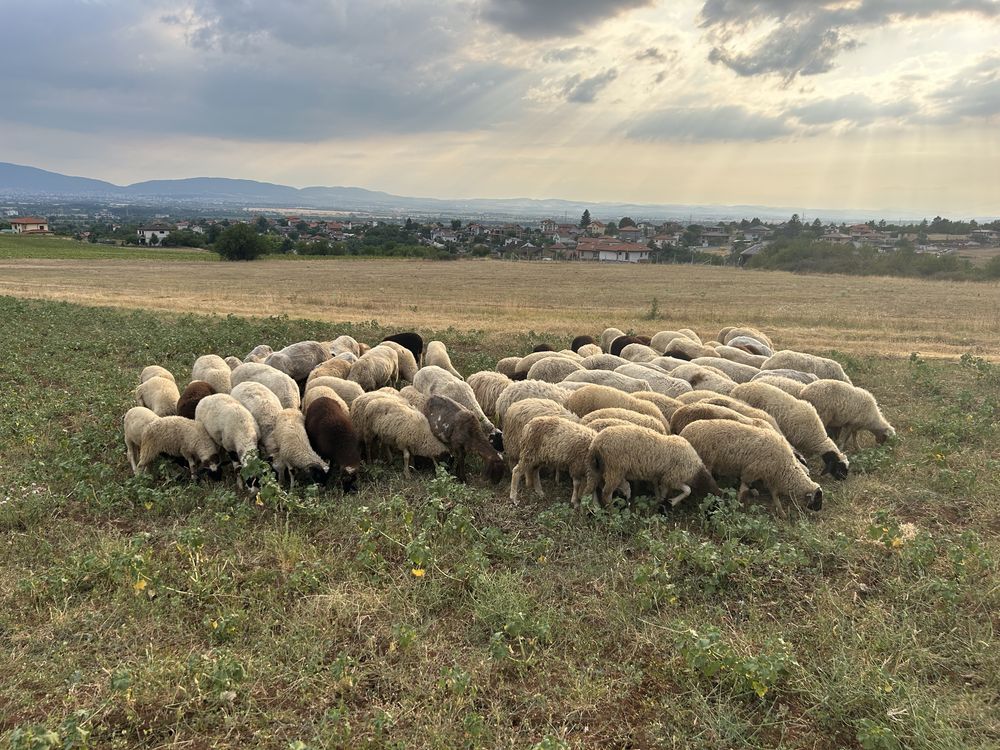 Продавам овце и агнета