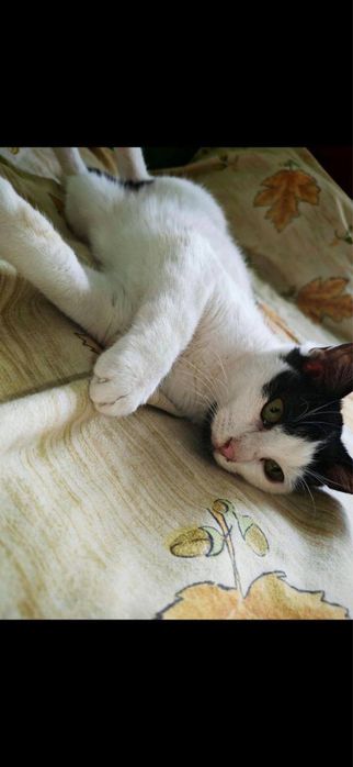 Котенце 6 месеца