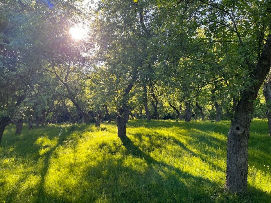 Vand livada cu meri fructiferi - Căsoaia - Araneag - Arad