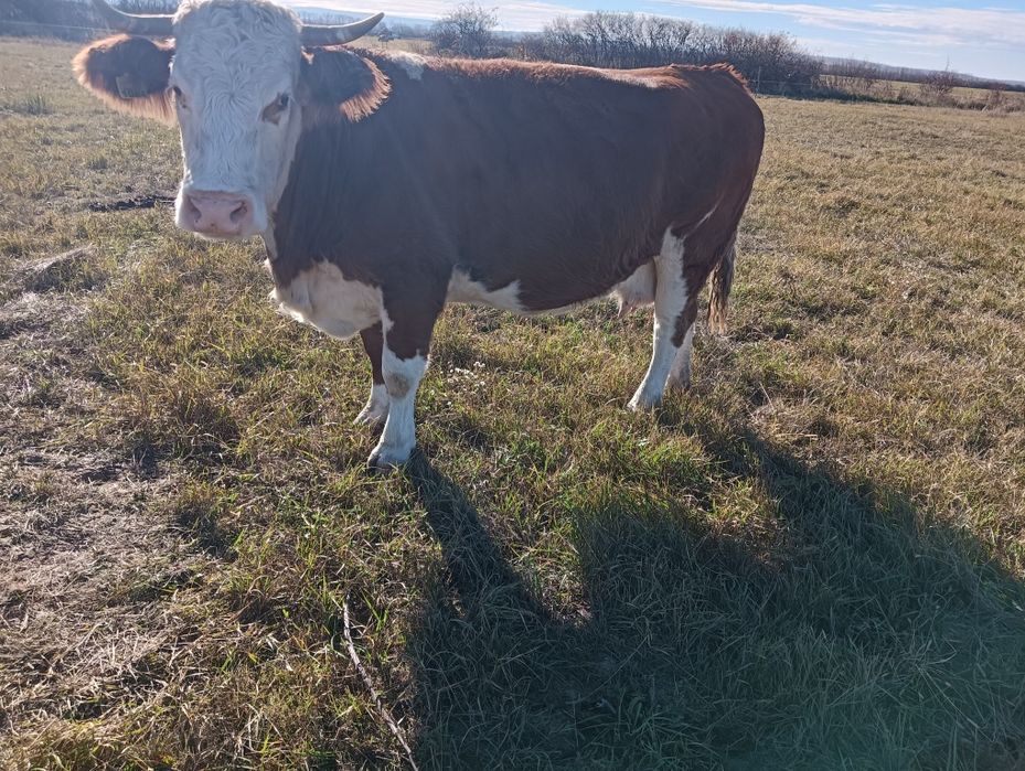 Vând vaca gestanta montantă artificial cu Belgian buna de lapte