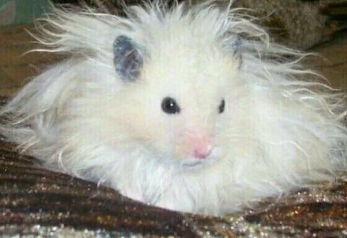 Отдам 2 хомяков в добрые руки в любящую семью бесплатно