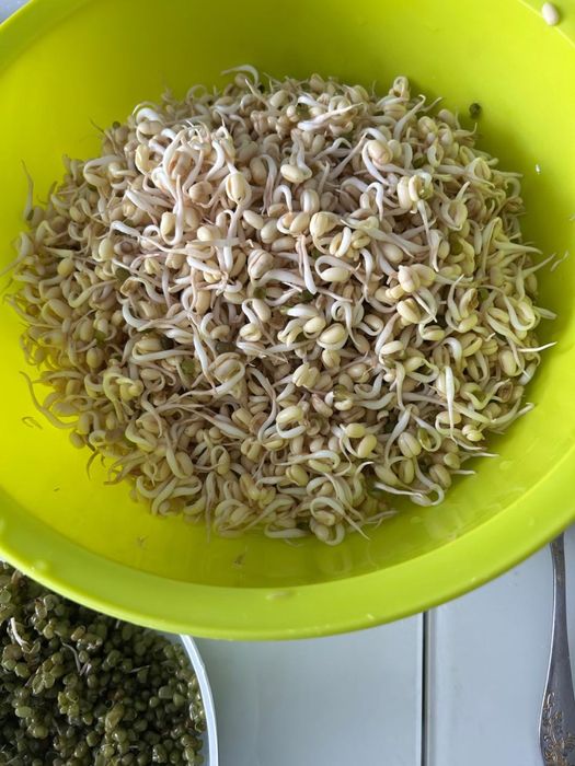 Продам пророщенный Маш 3500 тг за 1кг