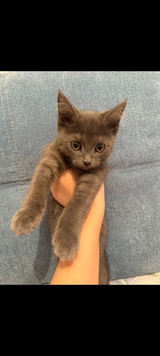 Котёнок домашний