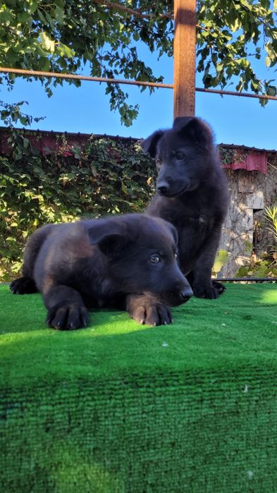 Ciobanesc  german linie lucru.