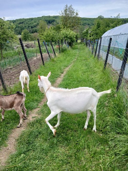 Vand tap Saanen, varsta 2 ani si jumatate