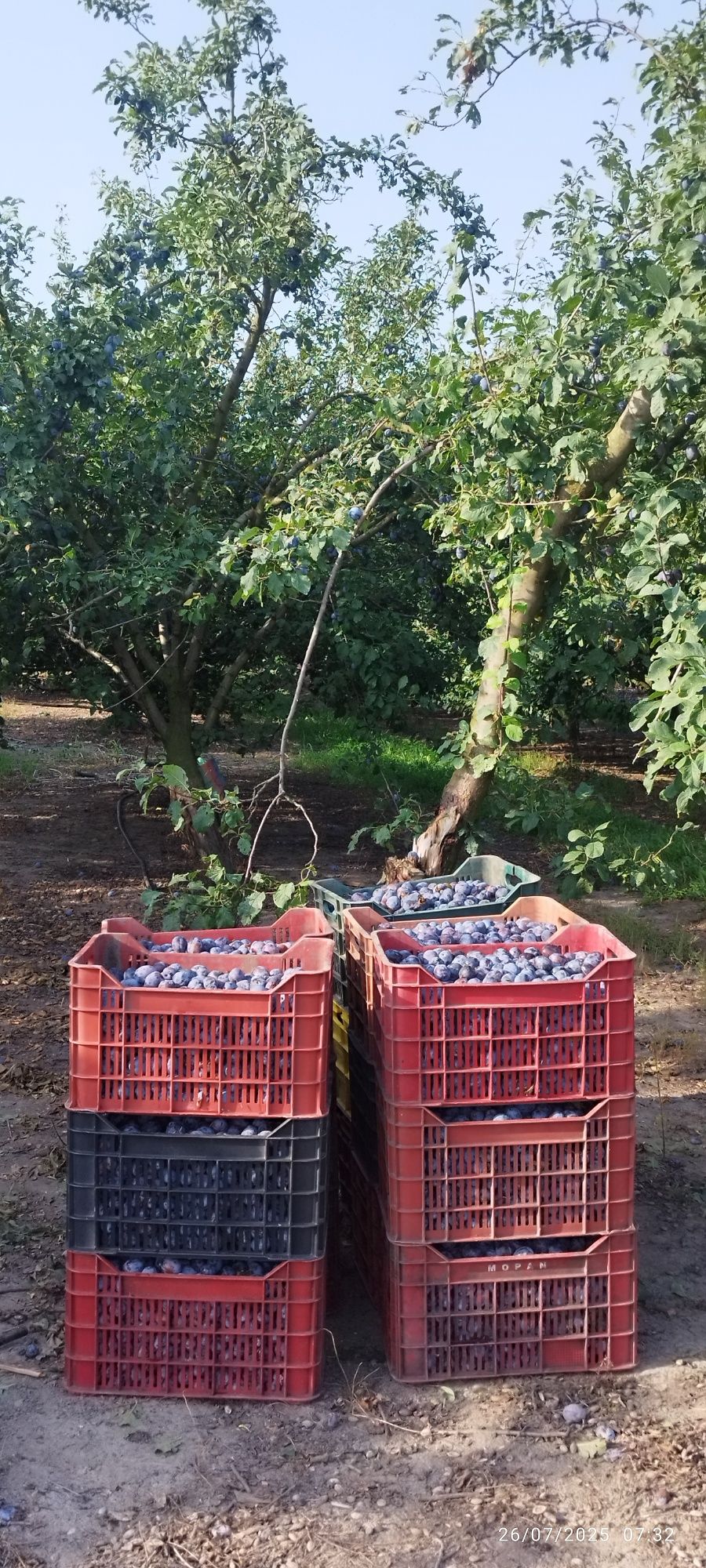 Vând prune pentru țuică și rachiu