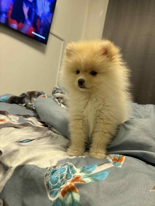 Vând caine rasa Pomeranian