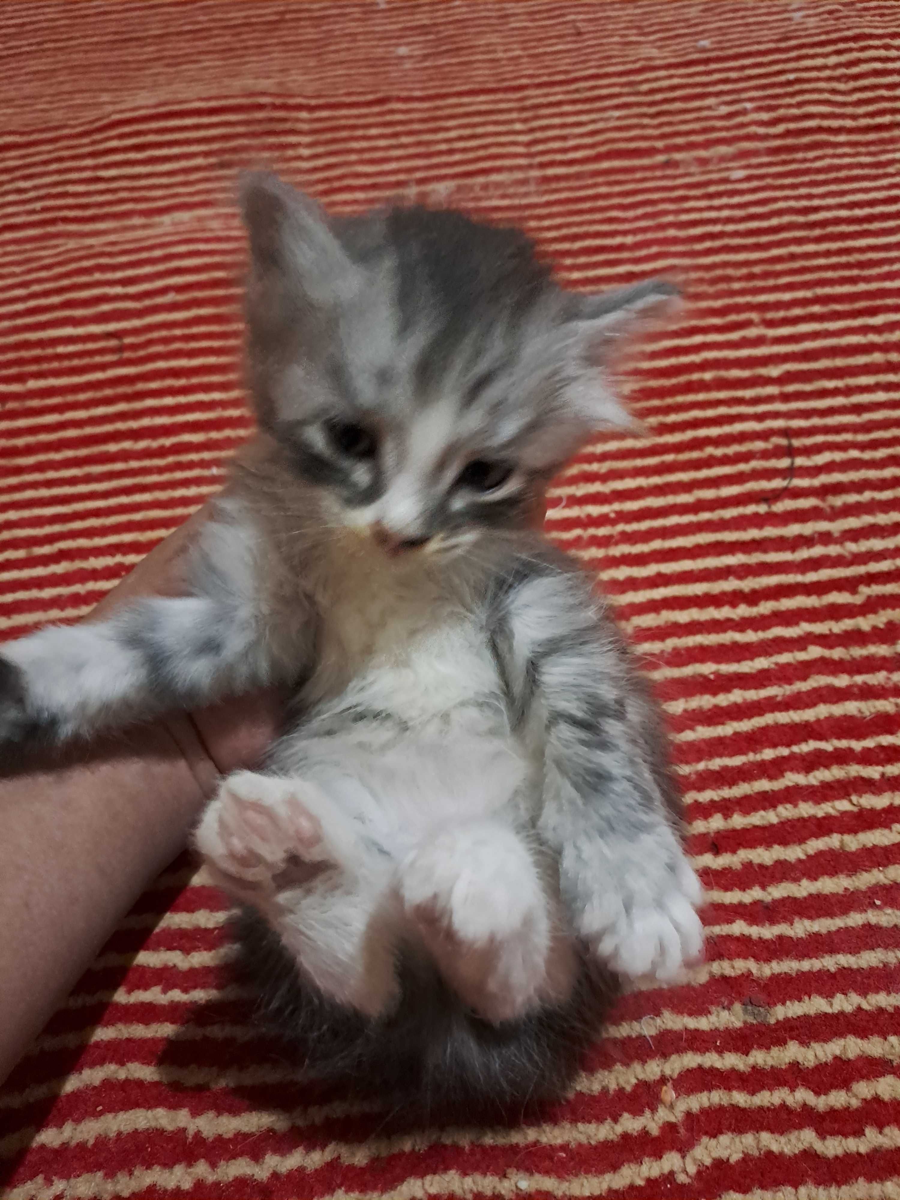 котята в Ургенче