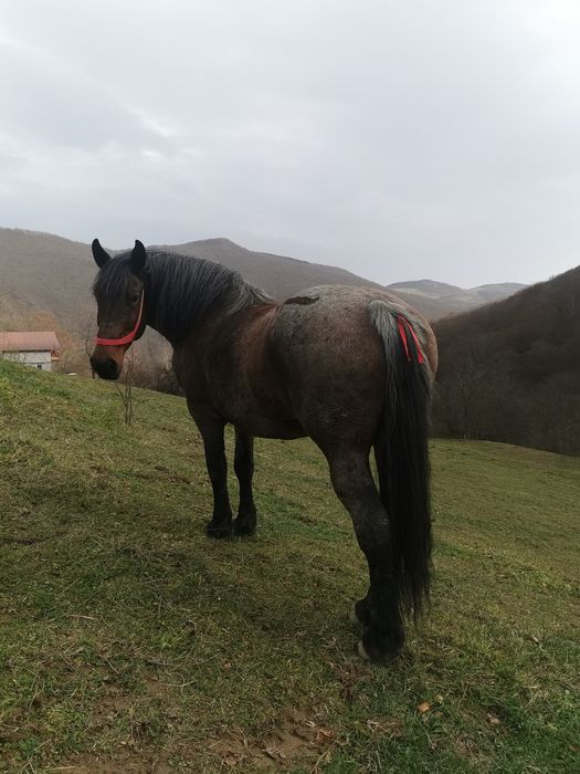 Vând o iapa cuminte