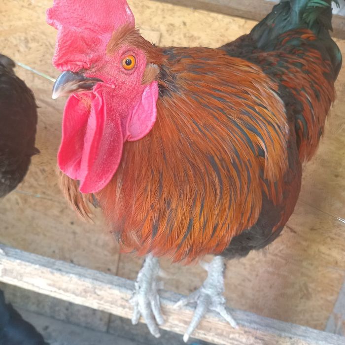 Qora shahzoda ho'rozi sotiladi. 1,5 yosh.