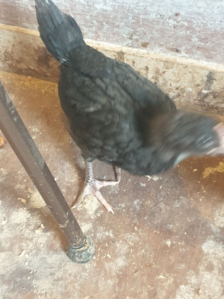 Pui australorp negru 5 saptamani