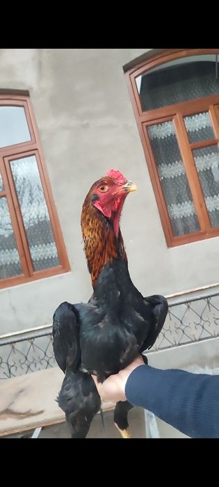 Dakan joja Nemes 6may 4kg Bola Hali Немец петушок 6май 4кг малыш