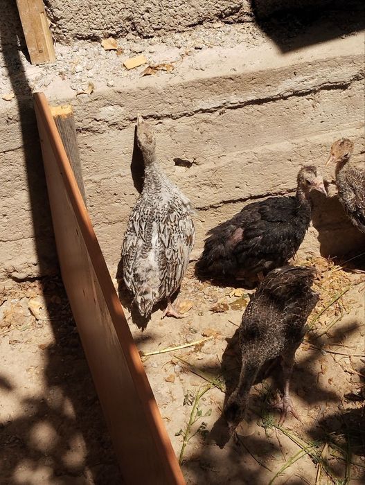 Продаётся цыплята индушата