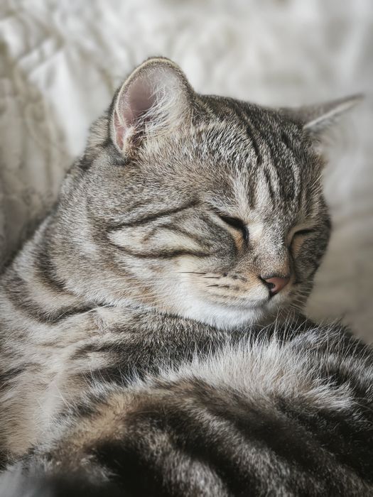 Кот британец  для вязки