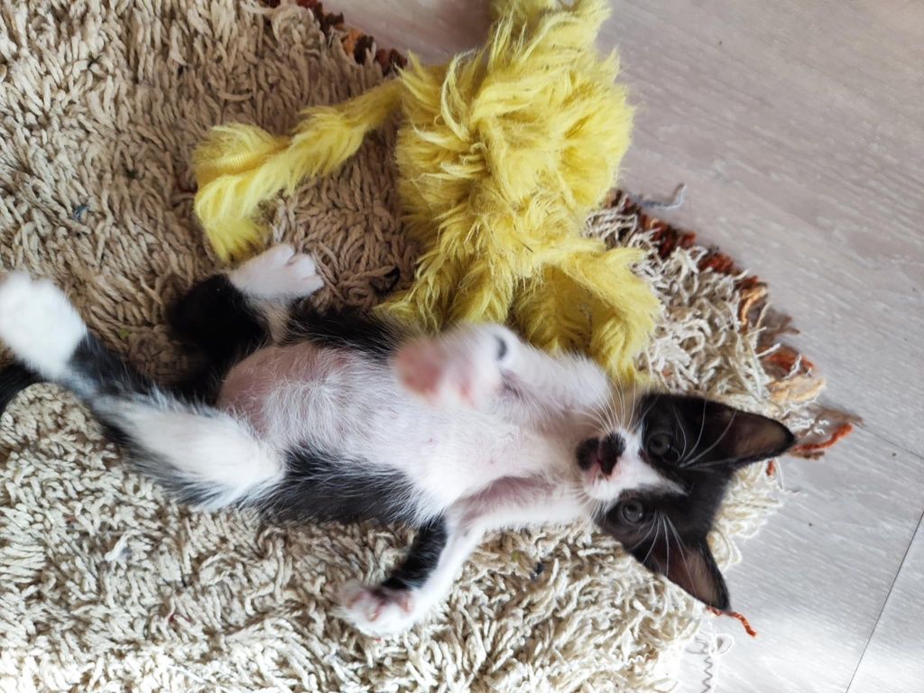 2 котенца на 2 месеца търсят своя дом