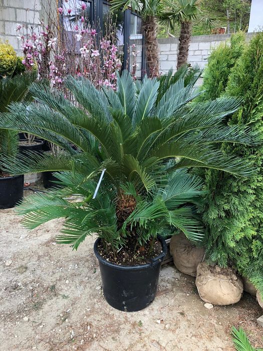 palmieri cycas. Pon pon. spirală