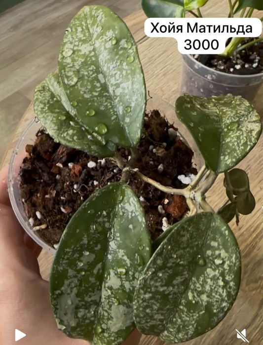 Комнатные растения