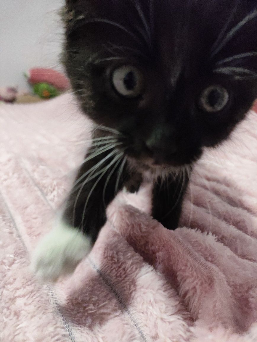 котёнок!  девочка, бесплатно