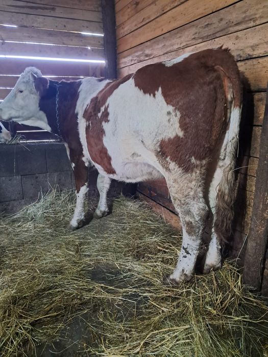 Vând vacă de 3 ani gestantă de 9luni