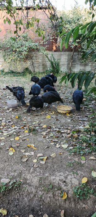 Индюки продаётся