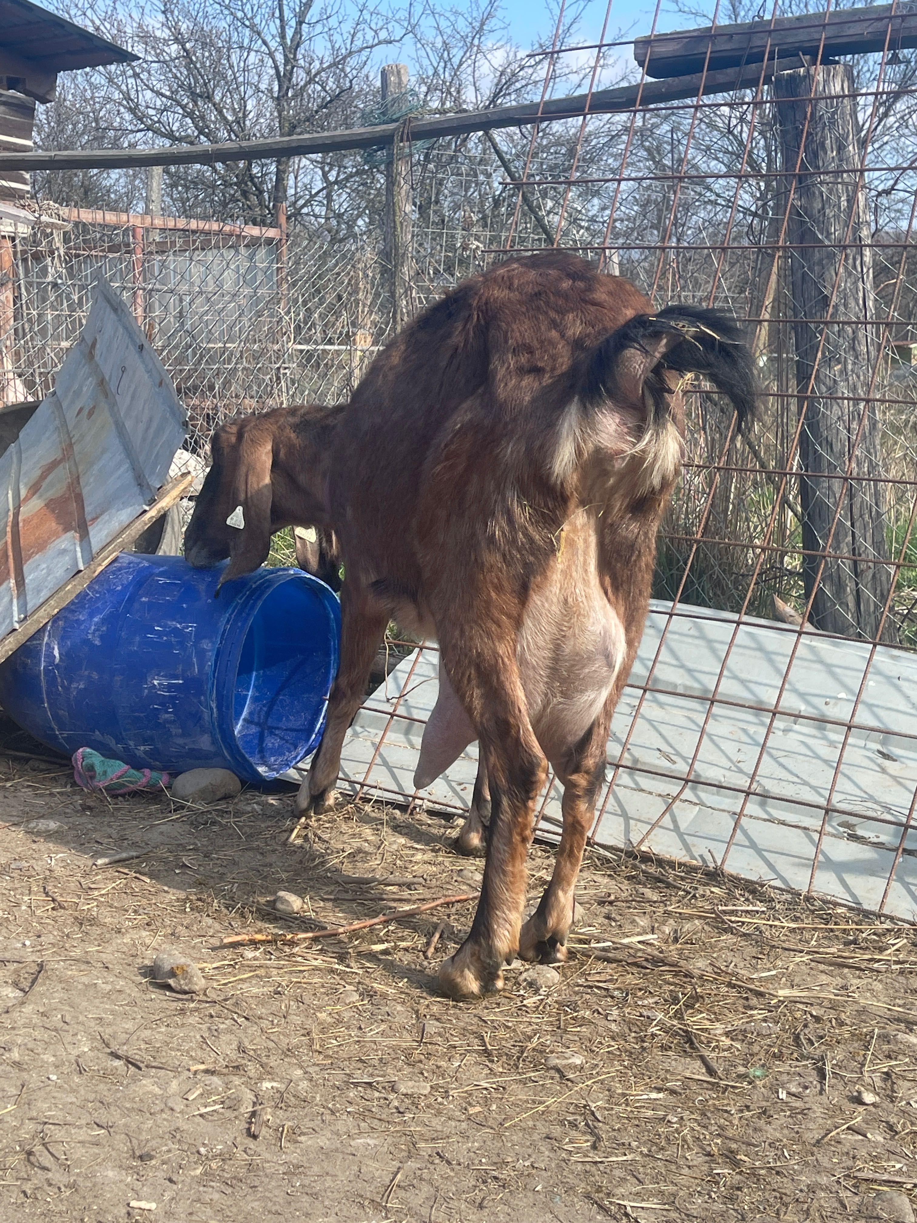 Capra anglonubian fătată