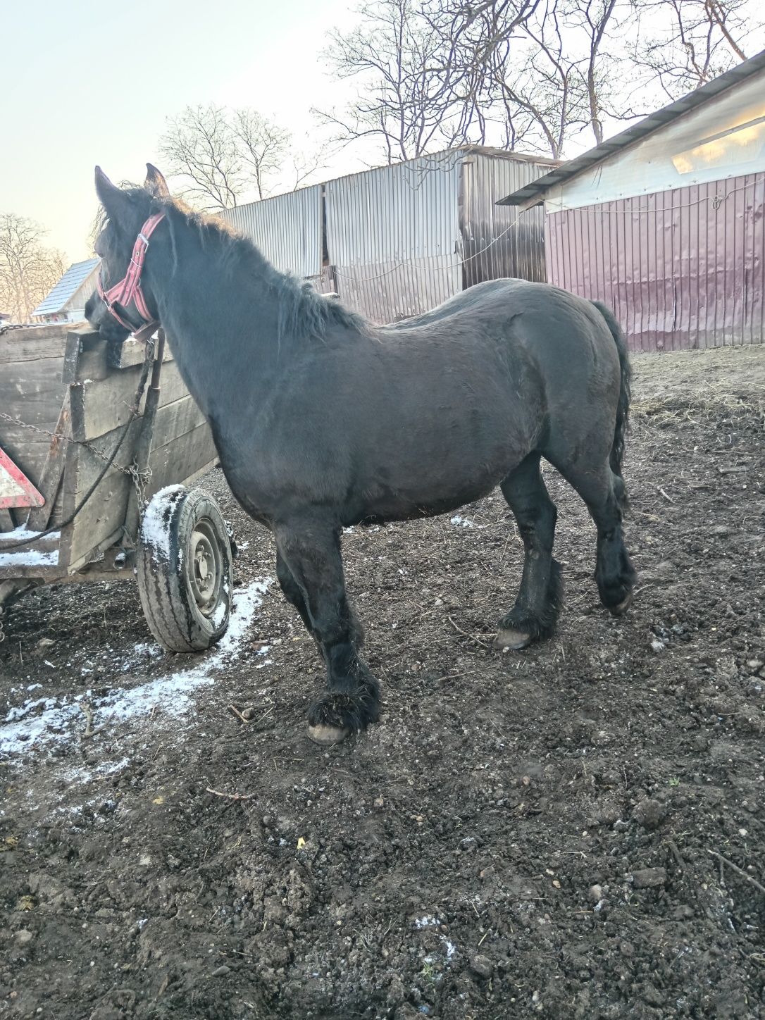 De vânzarea Iapa și manze