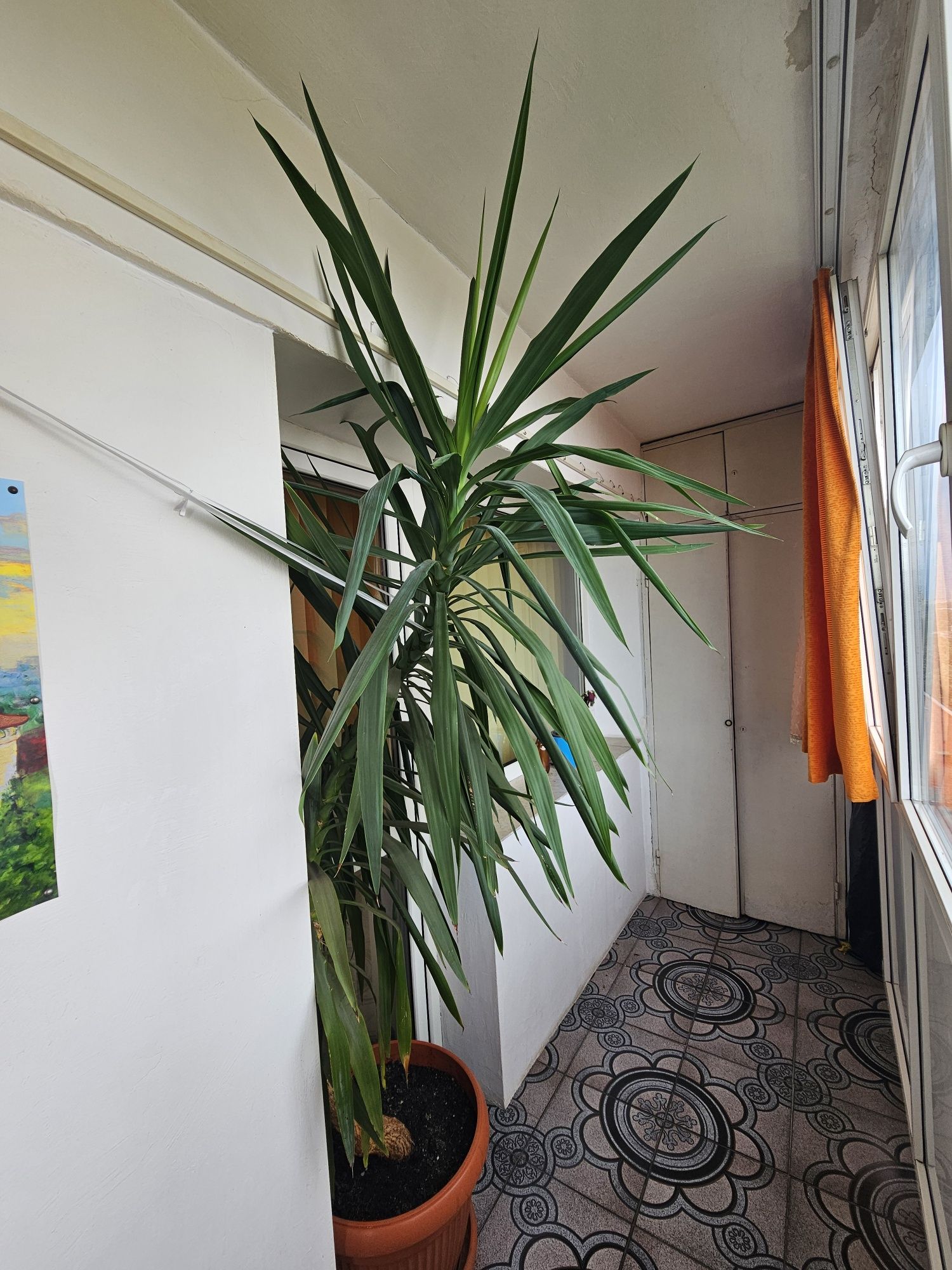 Yucca,plantă de interior