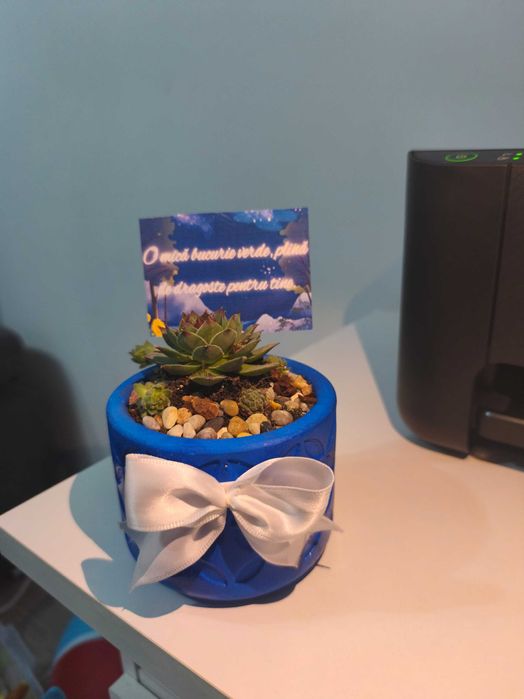 Cadouri verzi , plante suculente