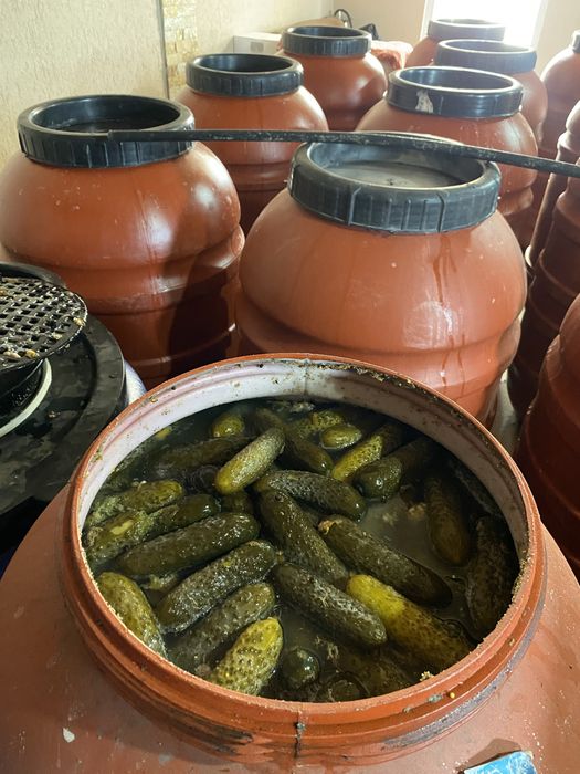 Castravetii murati