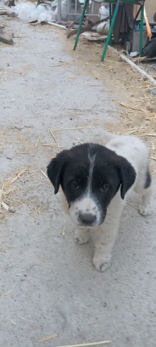 Продам щенка порода греческая