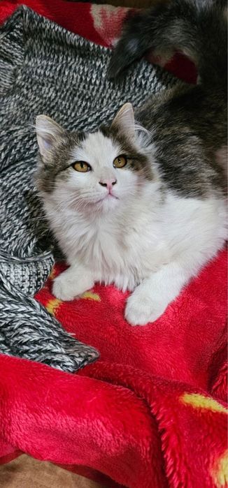 Котята ищут любящую семью