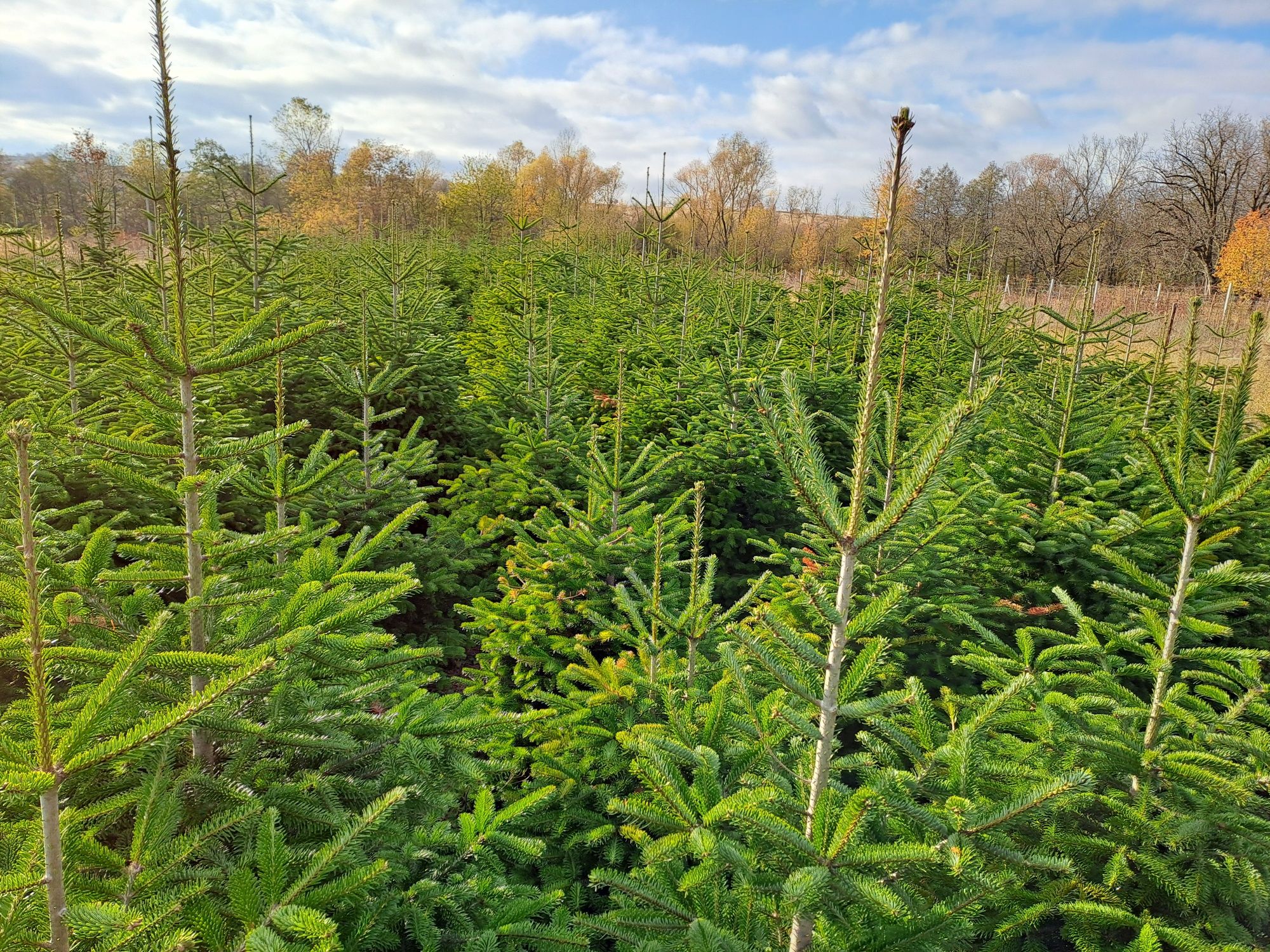 Brazi   nunta, Craciun, plantare      ABIES Nordmanniana