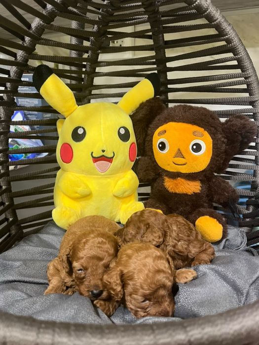 Малки сладури пудел той