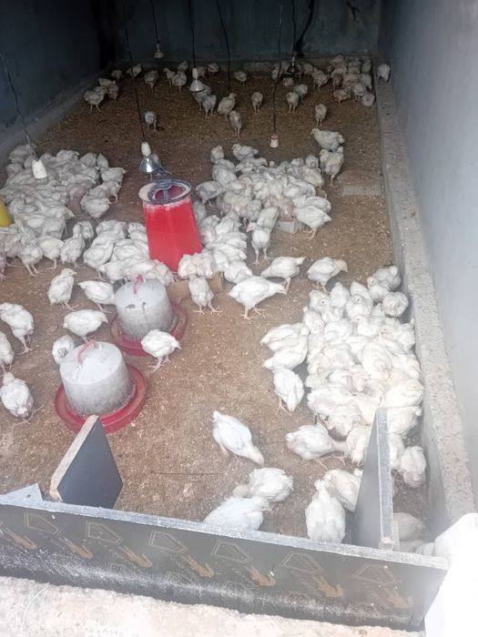 Малки пиленца порода Росс 308