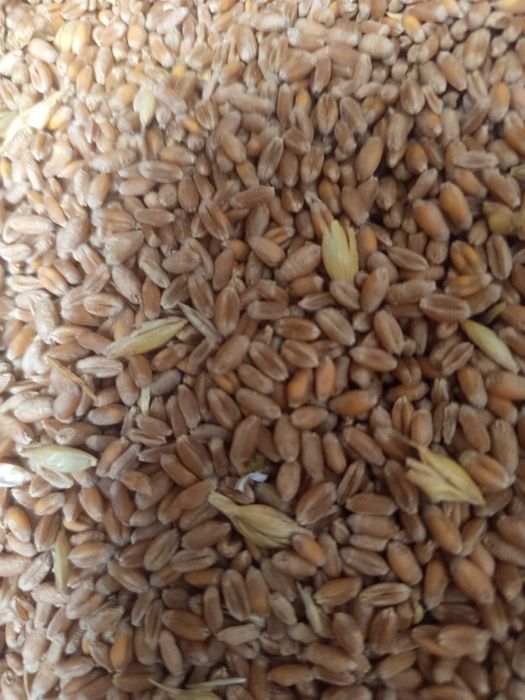 Жито за продажба