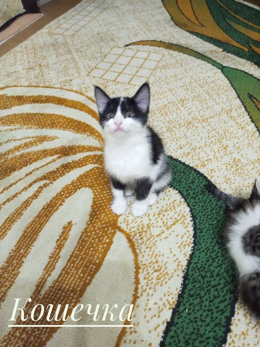 Котята бесплатно