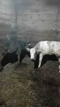 Телята от молочной коровы 2.5 месяца