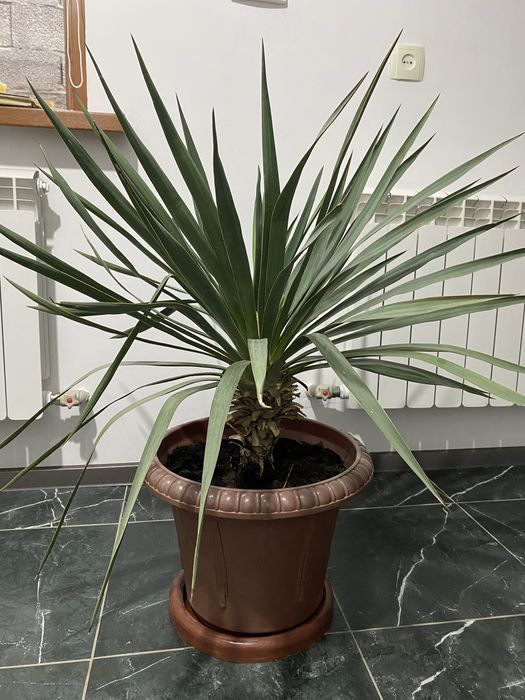 Юка уличная большая