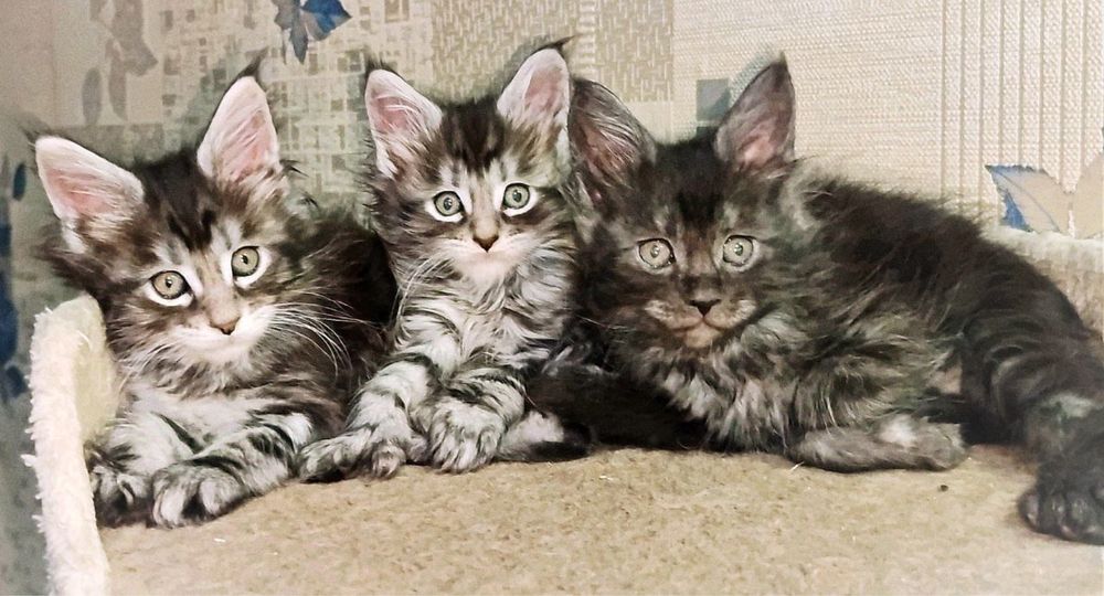 Продается котёнок породы майн-кун мальчик