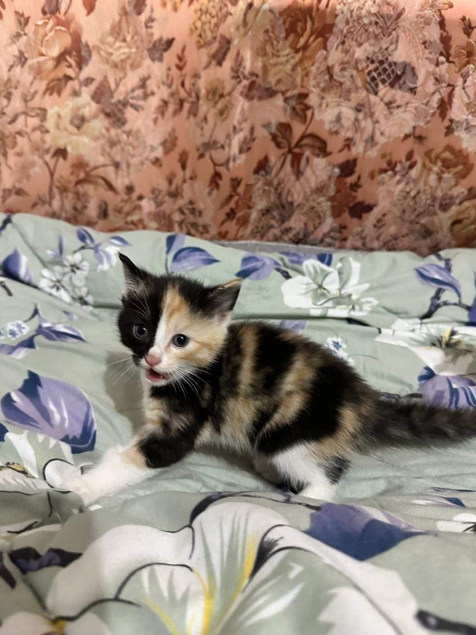 Отдам котят в добрые руки!