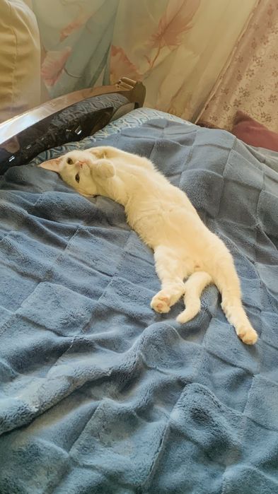 Отдам котенка в заботливые руки