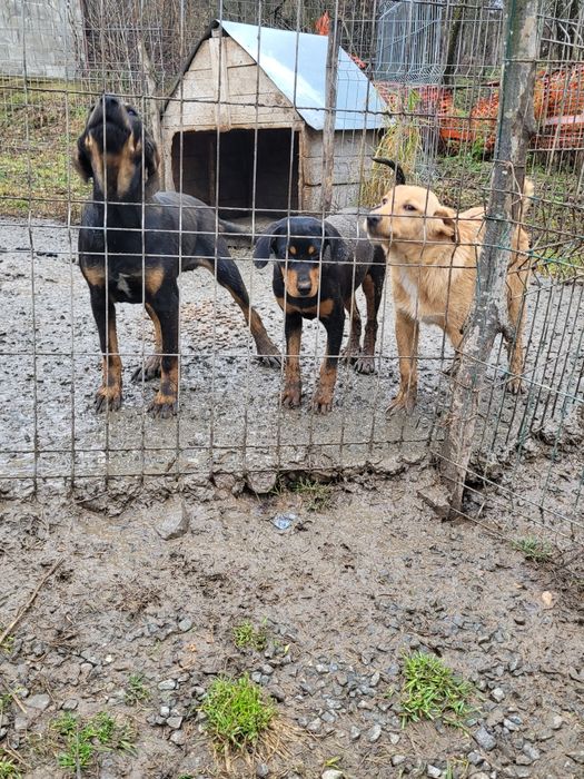 Câini de vânătoare