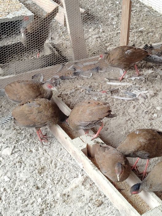 Fazani argintii de vânzare