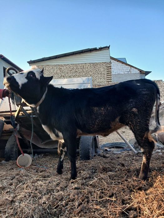 Гуножин сотилади