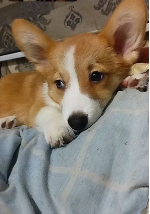 В продаже мальчик вельш пемброк корги