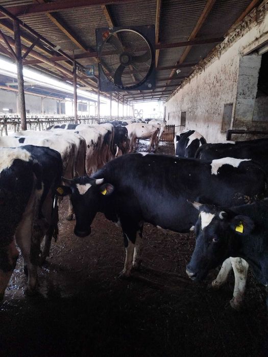 Femele- Holstein, cu gestatie avansata