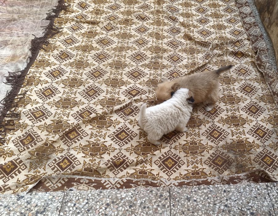 Кученца Немски шпиц!