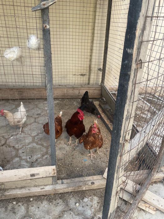 Продаются 8 куриц и 1 петух