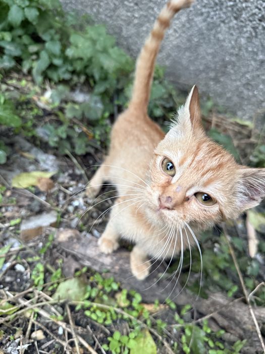 Малко рижаво коте