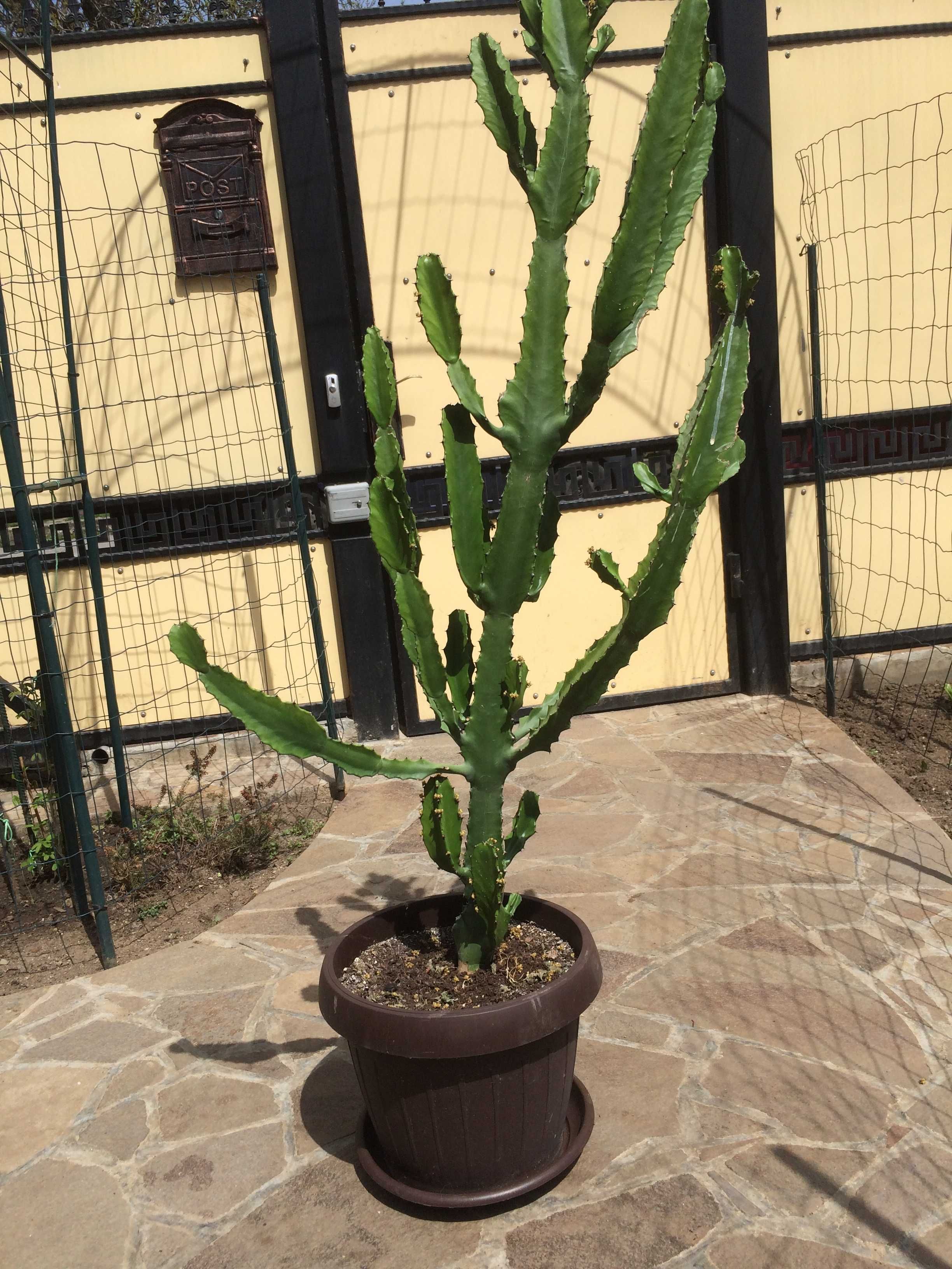 Cactusi diversi, Yucca